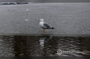 Bursa'da Botanik Park kar yağınca hayvanlara kaldı!