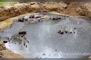 Tayland ormanlarında 5 fil ölü olarak bulundu