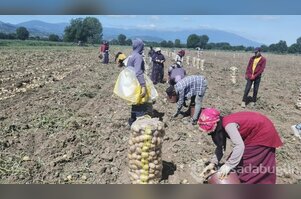 Bursa'da patates hasadı başladı