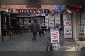 Eskişehir'de Sokak köpeği mağazadan oyuncak çaldı