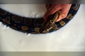 Bursa'da bir kafesin içerisinde tutuluyorlar