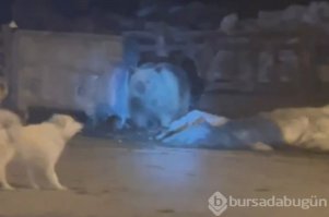 Uludağ'da kış uykusundan uyanan ayı, çöpleri devirdi