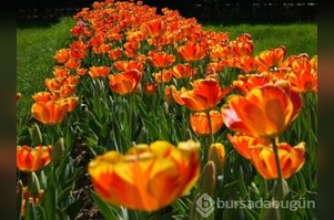 İlkbaharın gelmesi Bursa'yı çiçeklere boğdu!