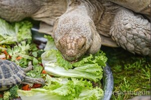 Bursa Hayvanat Bahçesi'nde sıcak iklim hayvanlarına kış bakımı