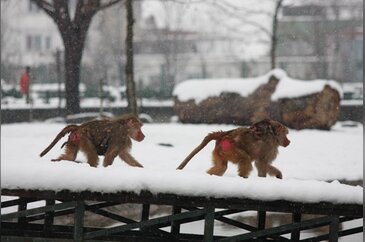 BURSA ZOOPARKTAN KAR MANZARALARI