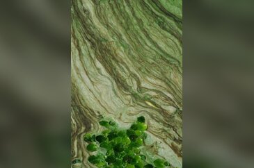 Görenleri şoke eden Taihu Gölü 