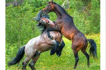 Hayvanların inanılmaz anları