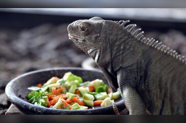 İguana'ya özel salata tabağı 
