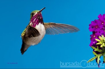 Bu fotoğraflara hayran olacaksınız