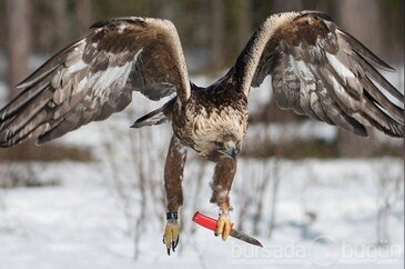 Kartal elinde bıçağıyla avının peşinde!