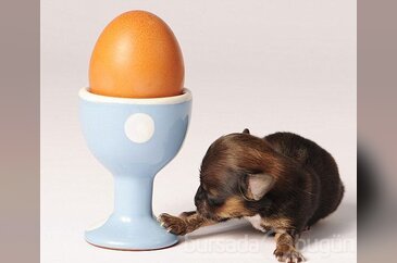 İşte en küçük köpek