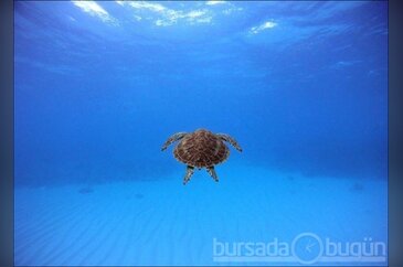 2012 National Geographic fotoğraf yarışması