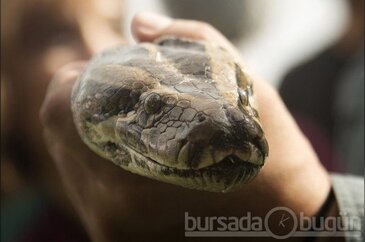 İnanılmaz yutuş!