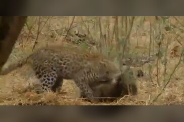 Leoparın intikamı rekor kırıyor