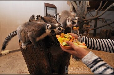  ''Lemur''lara özel ısıtma 