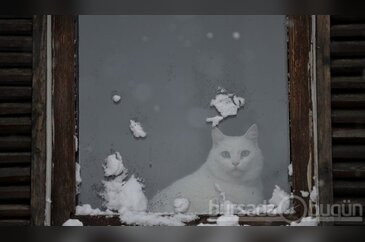 Kediler kışı villada geçirecek