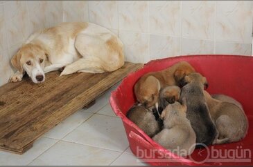 Hastane gibi çalışan barınak