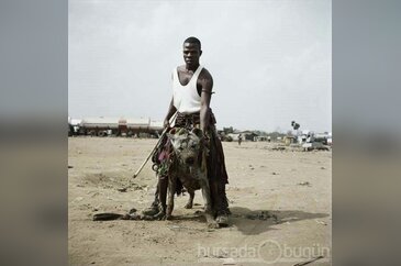 Bir başka olur Afrika'nın 'evcil' hayvanları