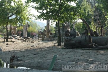 Bursalılar hayvanat bahçesine akın etti - ÖZEL HABER