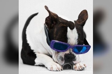 En güzel köpekler 