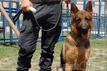 Onlar polisin gözbebekleri