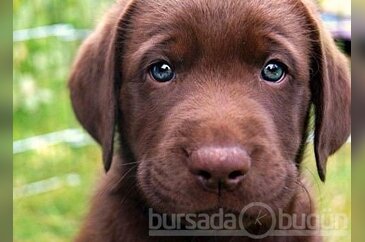 Sempatik yavru köpekler