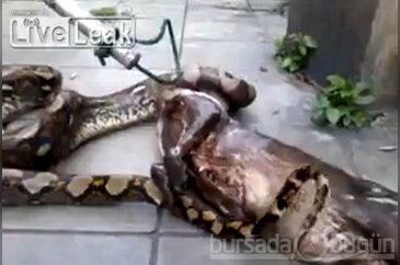 Dev piton köpeği önce yuttu sonra kustu