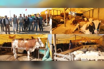 Dikkat! Bursa'da kurbanlık kalmayabilir - ÖZEL HABER