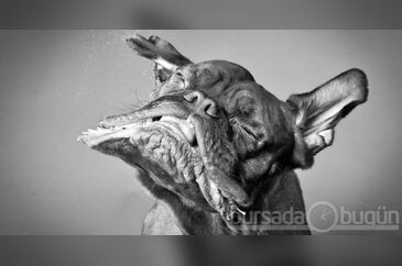 Bu köpeklere ne oluyor?
