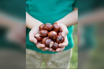 Kestane mucizesi...