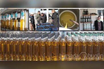 İşte lezzetli zeytinyağının sırrı - ÖZEL HABER
