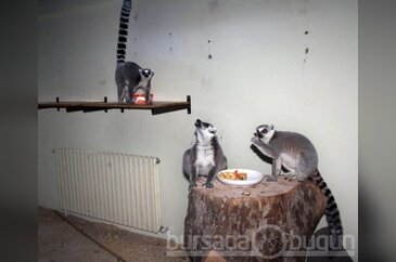 Karı Bursa'da gören lemurlar, kaloriferli odada kuru üzümle besleni...