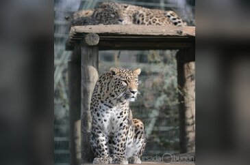Nesli tükenmekte olan 3 kardeş leopara gözleri gibi bakıyorlar
