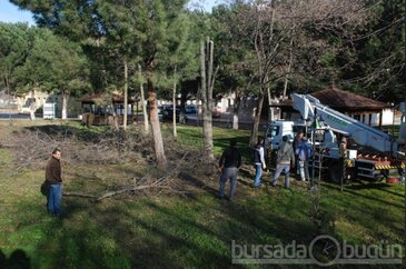 Bursa'nın göbeğindeki tarihi ağaçları yok ettiler - ÖZEL HABER