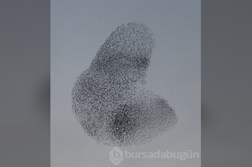 Sığırcık kuşlarından Bursalılara görsel resital
