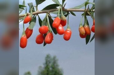 Uzun yaşamın sırrı: Goji!
