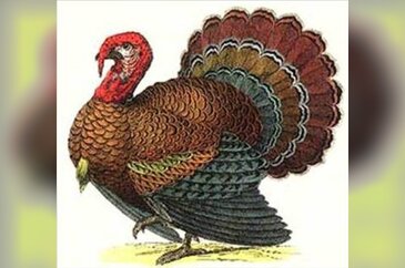 İngilizce'de hindiye niçin Turkey deniliyor?