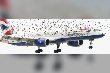 Bir uçak bir kuş sürüsüne çarparsa ne olur?