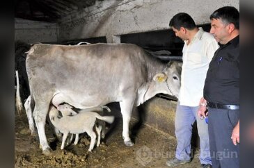 Bursa'da bu manzara görenleri şaşırtıyor!