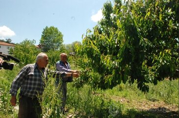 Bursa'da tarım alanlarını dolu vurdu