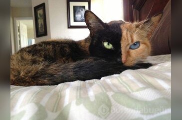 İki yüzlü kedi 'Venüs'