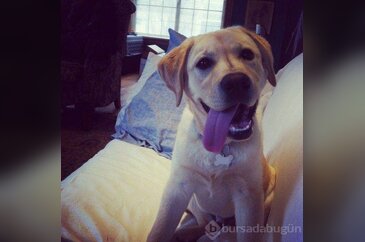 Bu köpekler çok tatlı