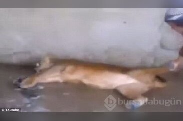 Az daha canından oluyordu