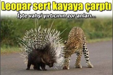 Leopar sert kayaya çarptı