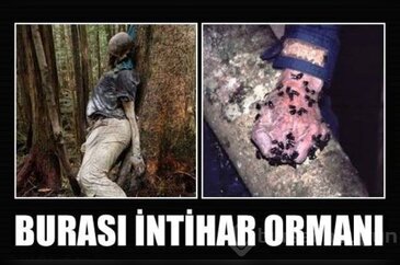Burası intihar ormanı!