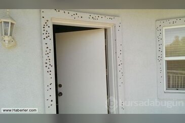 Ağaçkakan,adamın evini fena kaktı
