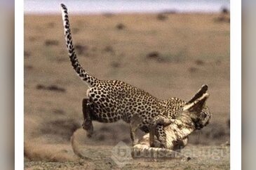Leoparın timsah avı
