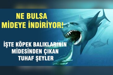 Köpek balıklarının midesinden çıkan tuhaf şeyler