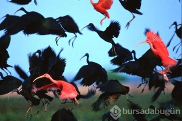 En doğal fotoğraflar