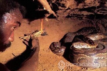 Dev yılanın yuvasına girdi..